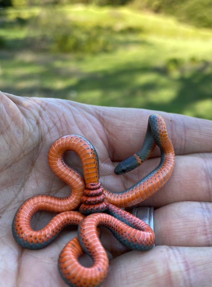 Pacific Ringneck Snake